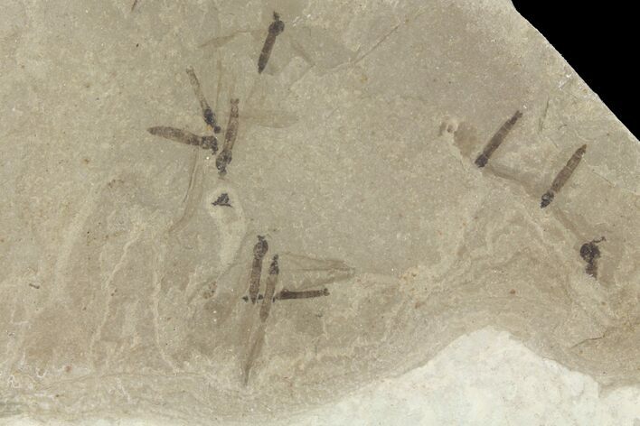 Fossil Crane Fly Larvae - Green River Formation #94992